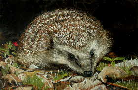 go to ....Wild life - Hedgehog