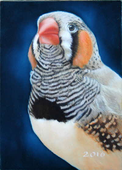 zebra finch