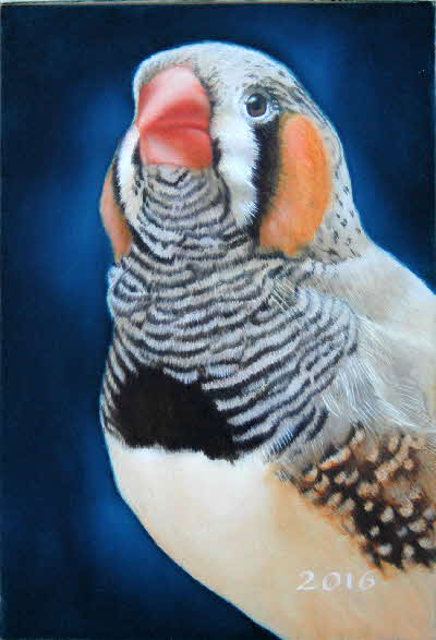 Portrait - Zebra Finch