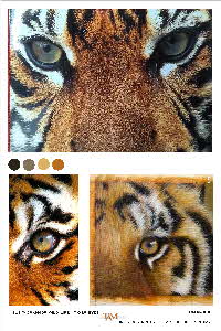 Tonkinson TUT Wild life tiger-panther eyes-001