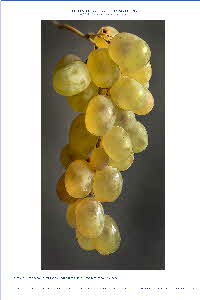 Tonkinson TUT yellow grapes by Tonkinson-001