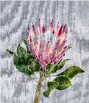 ZAZZle designs protea
