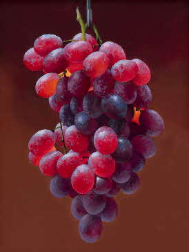 a-Tree-of-Grapes-18x24-web