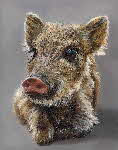 a-Wild Baby Boar-30x38-web