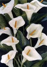 lilly 