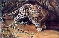 stalking leoprad 76