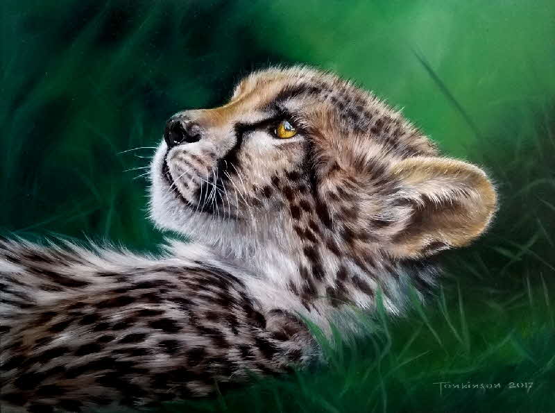 baby chetah 30x40ob2017
