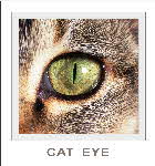 demo lesson - cat eye