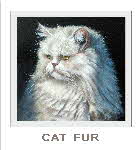 demo lesson - cat fur