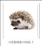 demo  lesson - hedgehog 1