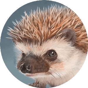 hedgehog