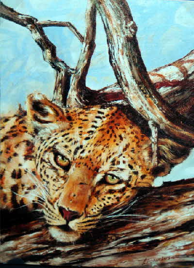 lazy leopard in a tree 81