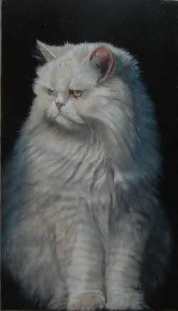 persian cat