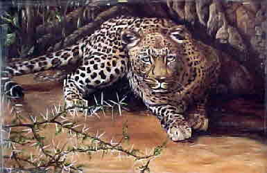 stalking leoprad 76